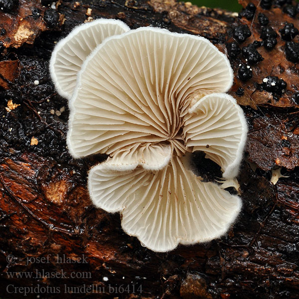 Crepidotus lundellii bi6414