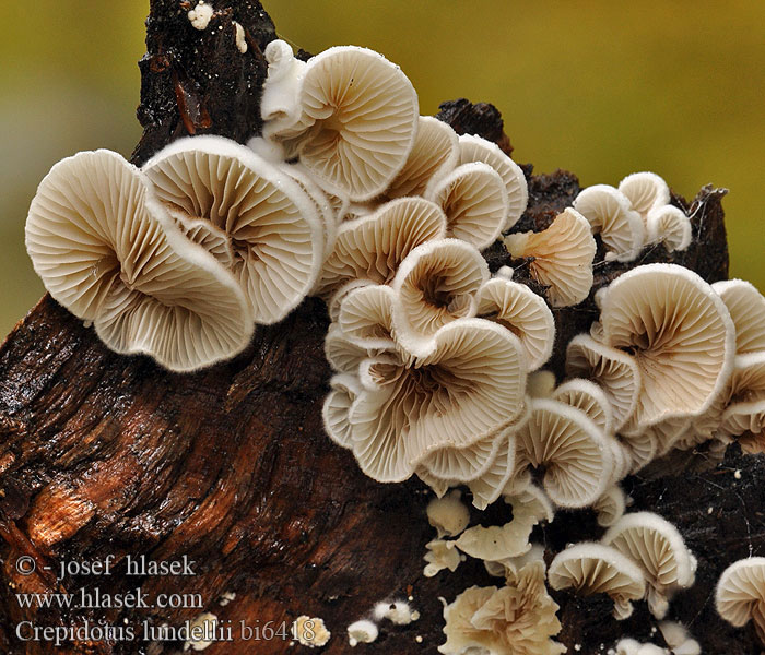 Crepidotus lundellii bi6418