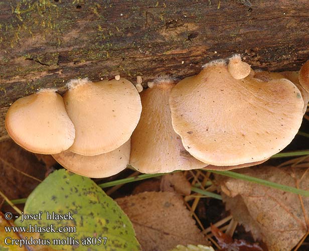 Crepidotus mollis UK: Peeling Oysterling DK: Blod muslingesvamp FI: Runkoruostevinokas Rustovinokkaat FR: Crépidote mou NL: Week oorzwammetje HU: Kocsonyás kacskagomba DE: Gallertfleischiges PL: ciżmówka SK: Pahliva mäkká CZ: Trepkovitka měkká SE: Mjukmussling NO: Myk muslingsopp