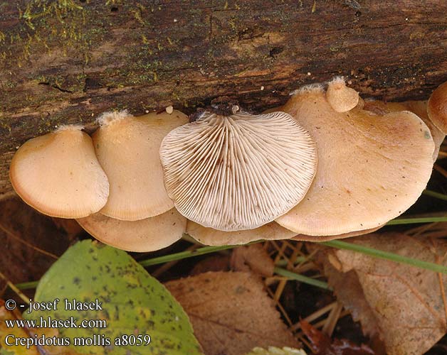 Crepidotus mollis UK: Peeling Oysterling DK: Blod muslingesvamp FI: Runkoruostevinokas Rustovinokkaat FR: Crépidote mou NL: Week oorzwammetje HU: Kocsonyás kacskagomba DE: Gallertfleischiges PL: ciżmówka SK: Pahliva mäkká CZ: Trepkovitka měkká SE: Mjukmussling NO: Myk muslingsopp