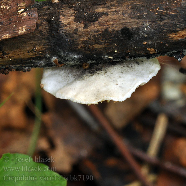 Crepidotus variabilis bk7190