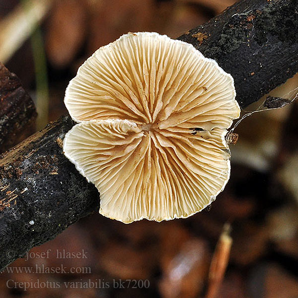 Crepidotus variabilis bk7200