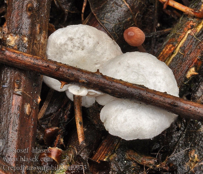 Crepidotus variabilis bn9973