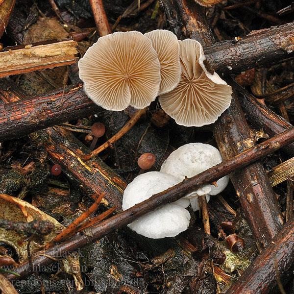 Crepidotus variabilis bn9984