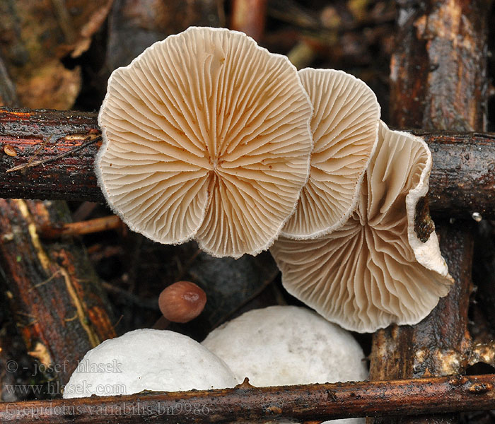 Crepidotus variabilis bn9986