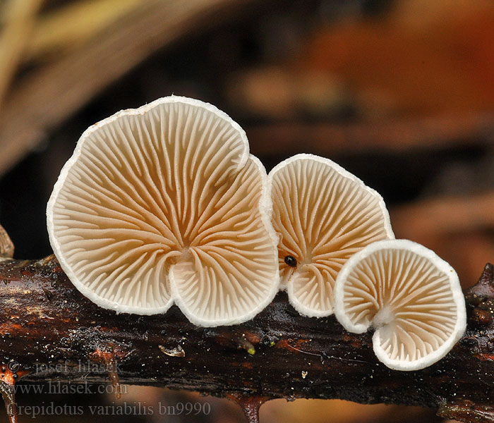 Crepidotus variabilis bn9990