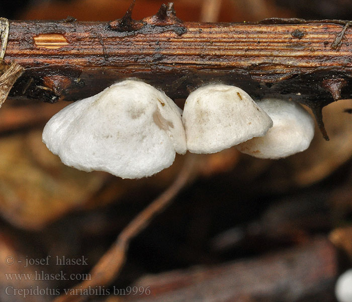 Crepidotus variabilis bn9996