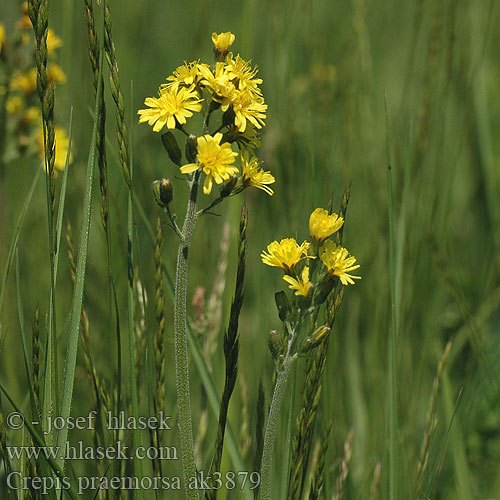 Crepis praemorsa Škarda ukousnutá Klasefibbla Leafless hawk's beard