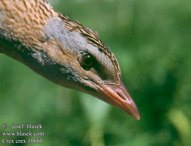 Crex crex Corncrake Engsnarre Ruisrääkkä Râle genêts Kwartelkoning Re quaglie Haris Wachtelkönig Derkacz Chrapkáč poľný Chřástal polní Guión codornices Guatlla maresa Kornknarr 长脚秧鸡 Коростель ウズラクイナ مرعة البر Ορτυκομάνα Codornizão Деркач Kwartelkoning Bıldırcın kılavuzu מלכישליו