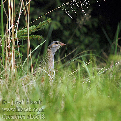 Crex crex Corncrake Engsnarre Ruisrääkkä Râle genêts Kwartelkoning Re quaglie Haris Wachtelkönig Derkacz Chrapkáč poľný Chřástal polní Guión codornices Guatlla maresa Kornknarr 长脚秧鸡 Коростель ウズラクイナ مرعة البر Ορτυκομάνα Codornizão Деркач Kwartelkoning Bıldırcın kılavuzu מלכישליו