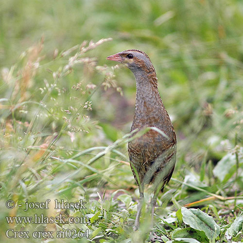 Crex crex Corncrake Engsnarre Ruisrääkkä Râle genêts Kwartelkoning Re quaglie Haris Wachtelkönig Derkacz Chrapkáč poľný Chřástal polní Guión codornices Guatlla maresa Kornknarr 长脚秧鸡 Коростель ウズラクイナ مرعة البر Ορτυκομάνα Codornizão Деркач Kwartelkoning Bıldırcın kılavuzu מלכישליו