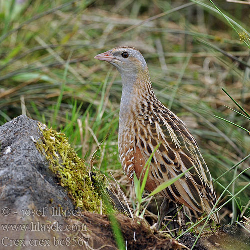 Crex crex Corncrake Engsnarre Ruisrääkkä Râle genêts Kwartelkoning Re quaglie Haris Wachtelkönig Derkacz Chrapkáč poľný Chřástal polní Guión codornices Guatlla maresa Kornknarr 长脚秧鸡 Коростель ウズラクイナ مرعة البر Ορτυκομάνα Codornizão Деркач Kwartelkoning Bıldırcın kılavuzu מלכישליו