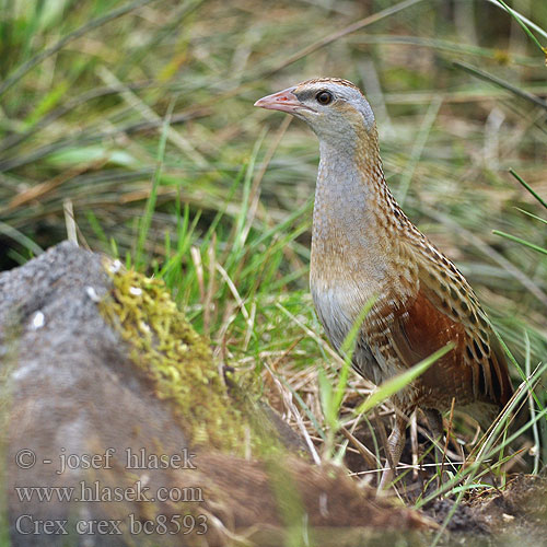 Codornizão Деркач Kwartelkoning Bıldırcın kılavuzu מלכישליו Crex crex Corncrake Engsnarre Ruisrääkkä Râle genêts Kwartelkoning Re quaglie Haris Wachtelkönig Derkacz Chrapkáč poľný Chřástal polní Guión codornices Guatlla maresa Kornknarr 长脚秧鸡 Коростель ウズラクイナ مرعة البر Ορτυκομάνα