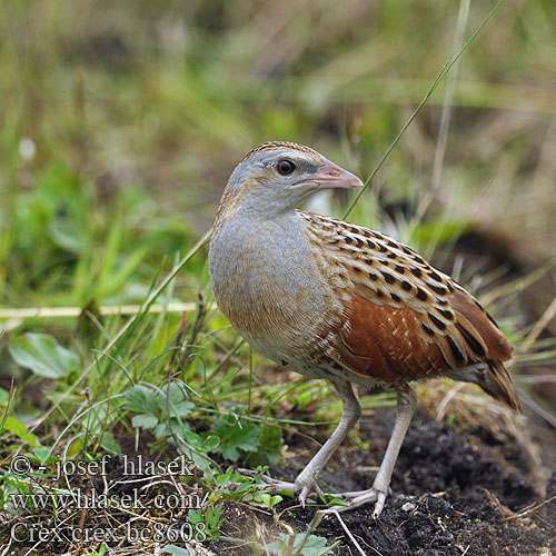 מלכישליו Crex crex Corncrake Engsnarre Ruisrääkkä Râle genêts Kwartelkoning Re quaglie Haris Wachtelkönig Derkacz Chrapkáč poľný Chřástal polní Guión codornices Guatlla maresa Kornknarr 长脚秧鸡 Коростель ウズラクイナ مرعة البر Ορτυκομάνα Codornizão Деркач Kwartelkoning Bıldırcın kılavuzu