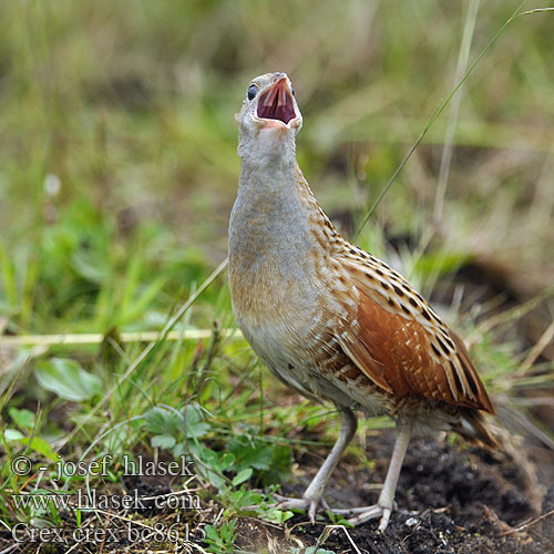 Corncrake Engsnarre Ruisrääkkä Râle genêts Kwartelkoning Re quaglie Haris Wachtelkönig Derkacz Chrapkáč poľný Chřástal polní Guión codornices Guatlla maresa Kornknarr 长脚秧鸡 Коростель ウズラクイナ مرعة البر Ορτυκομάνα Codornizão Деркач Kwartelkoning Bıldırcın kılavuzu מלכישליו Crex crex