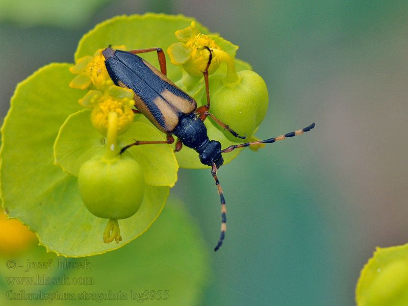 Cribroleptura stragulata Paracorymbia Leptura