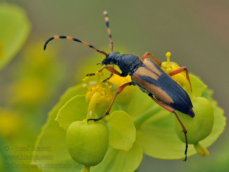 Cribroleptura Paracorymbia stragulata Leptura