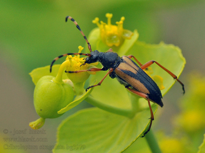 Cribroleptura Paracorymbia Leptura stragulata