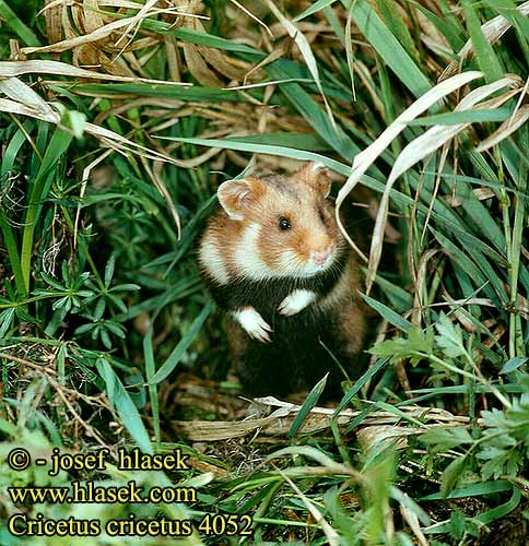 Hamster Chrček roĺný poĺný Inheemse hamster Europese wilde gewone veldhamster Korenwolf Mezei Hörcsög Хомяк обыкновенный Голям хомяк Обикновен Добруджански Eвропейски хамстер Eurooppalainen hamsteri クロハラハムスター Korewouf Eiropas kāmis Europeisk hamster 这里是原仓鼠（ Veliki hrčak Criceto comune europeo Hamster europeu Comum Hârciog χάμστερ Hrček Evropski hrcak Obican Hamster Común Europeo Avrupa hamsteri Cırlak Sıçan Хом'як звичайний Cricetus cricetus European Hamster Grand hamster Europe Europäische Feldhamster Křeček polní Chomik europejski