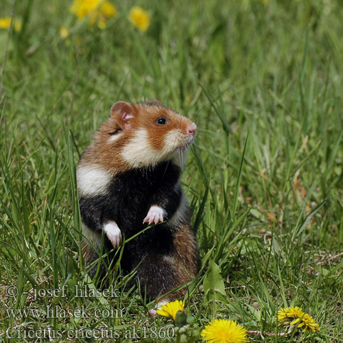 Cricetus cricetus European Hamster Grand hamster Europe Europäische Feldhamster Křeček polní Chomik europejski Chrček roĺný poĺný Inheemse hamster Europese wilde gewone veldhamster Korenwolf Mezei Hörcsög Хомяк обыкновенный Голям хомяк Обикновен Добруджански Eвропейски хамстер Eurooppalainen hamsteri クロハラハムスター Korewouf Eiropas kāmis Europeisk hamster 这里是原仓鼠（ Veliki hrčak Criceto comune europeo Hamster europeu Comum Hârciog χάμστερ Hrček Evropski hrcak Obican Hamster Común Europeo Avrupa hamsteri Cırlak Sıçan Хом'як звичайний