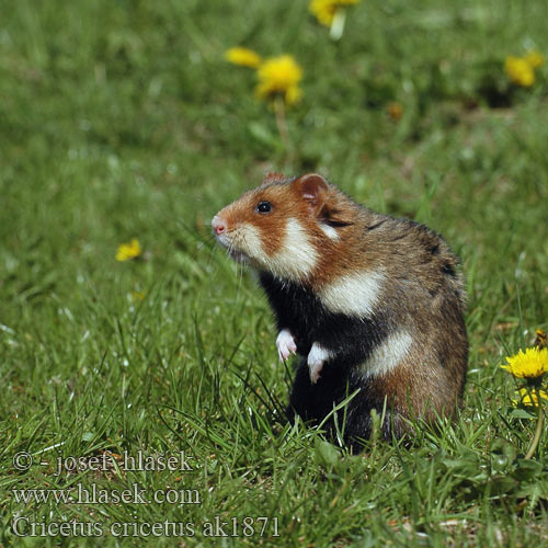 Europäische Feldhamster Křeček polní Chomik europejski Chrček roĺný poĺný Inheemse hamster Europese wilde gewone veldhamster Korenwolf Mezei Hörcsög Хомяк обыкновенный Голям хомяк Обикновен Добруджански Eвропейски хамстер Eurooppalainen hamsteri クロハラハムスター Korewouf Eiropas kāmis Europeisk hamster 这里是原仓鼠（ Veliki hrčak Criceto comune europeo Hamster europeu Comum Hârciog χάμστερ Hrček Evropski hrcak Obican Hamster Común Europeo Avrupa hamsteri Cırlak Sıçan Хом'як звичайний Cricetus cricetus European Hamster Grand hamster Europe