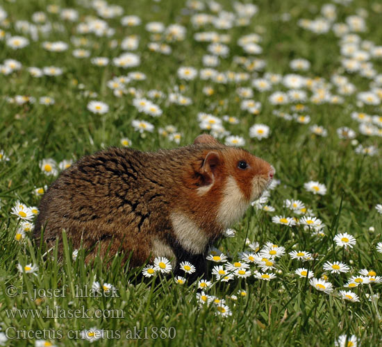 Křeček polní Chomik europejski Chrček roĺný poĺný Inheemse hamster Europese wilde gewone veldhamster Korenwolf Mezei Hörcsög Хомяк обыкновенный Голям хомяк Обикновен Добруджански Eвропейски хамстер Eurooppalainen hamsteri クロハラハムスター Korewouf Eiropas kāmis Europeisk hamster 这里是原仓鼠（ Veliki hrčak Criceto comune europeo Hamster europeu Comum Hârciog χάμστερ Hrček Evropski hrcak Obican Hamster Común Europeo Avrupa hamsteri Cırlak Sıçan Хом'як звичайний Cricetus cricetus European Hamster Grand hamster Europe Europäische Feldhamster