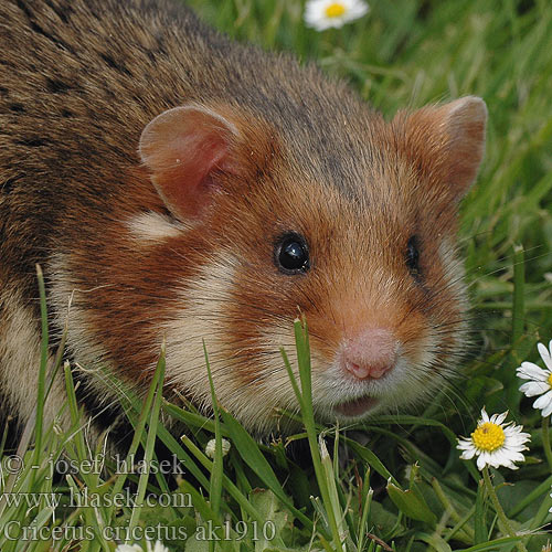 Inheemse hamster Europese wilde gewone veldhamster Korenwolf Mezei Hörcsög Хомяк обыкновенный Голям хомяк Обикновен Добруджански Eвропейски хамстер Eurooppalainen hamsteri クロハラハムスター Korewouf Eiropas kāmis Europeisk hamster 这里是原仓鼠（ Veliki hrčak Criceto comune europeo Hamster europeu Comum Hârciog χάμστερ Hrček Evropski hrcak Obican Hamster Común Europeo Avrupa hamsteri Cırlak Sıçan Хом'як звичайний Cricetus cricetus European Hamster Grand hamster Europe Europäische Feldhamster Křeček polní Chomik europejski Chrček roĺný poĺný