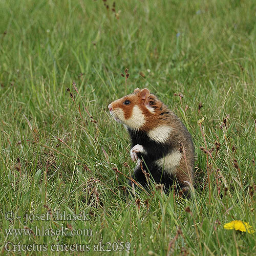 Cricetus cricetus ak2059