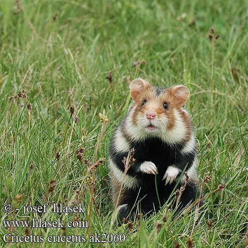 Europeisk hamster 这里是原仓鼠（ Veliki hrčak Criceto comune europeo Hamster europeu Comum Hârciog χάμστερ Hrček Evropski hrcak Obican Hamster Común Europeo Avrupa hamsteri Cırlak Sıçan Хом'як звичайний Cricetus cricetus European Hamster Grand hamster Europe Europäische Feldhamster Křeček polní Chomik europejski Chrček roĺný poĺný Inheemse hamster Europese wilde gewone veldhamster Korenwolf Mezei Hörcsög Хомяк обыкновенный Голям хомяк Обикновен Добруджански Eвропейски хамстер Eurooppalainen hamsteri クロハラハムスター Korewouf Eiropas kāmis