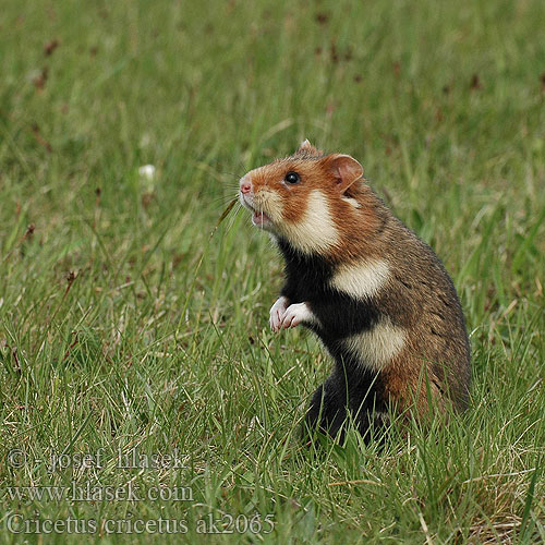 Criceto comune europeo Hamster europeu Comum Hârciog χάμστερ Hrček Evropski hrcak Obican Hamster Común Europeo Avrupa hamsteri Cırlak Sıçan Хом'як звичайний Cricetus cricetus European Hamster Grand hamster Europe Europäische Feldhamster Křeček polní Chomik europejski Chrček roĺný poĺný Inheemse hamster Europese wilde gewone veldhamster Korenwolf Mezei Hörcsög Хомяк обыкновенный Голям хомяк Обикновен Добруджански Eвропейски хамстер Eurooppalainen hamsteri クロハラハムスター Korewouf Eiropas kāmis Europeisk hamster 这里是原仓鼠（ Veliki hrčak