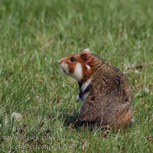 Cricetus cricetus ak2075