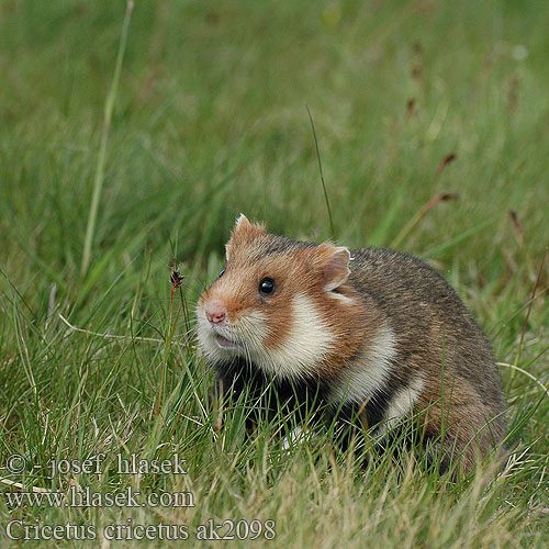 Cricetus cricetus ak2098