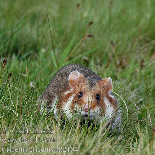 Хом'як звичайний Cricetus cricetus European Hamster Grand hamster Europe Europäische Feldhamster Křeček polní Chomik europejski Chrček roĺný poĺný Inheemse hamster Europese wilde gewone veldhamster Korenwolf Mezei Hörcsög Хомяк обыкновенный Голям хомяк Обикновен Добруджански Eвропейски хамстер Eurooppalainen hamsteri クロハラハムスター Korewouf Eiropas kāmis Europeisk hamster 这里是原仓鼠（ Veliki hrčak Criceto comune europeo Hamster europeu Comum Hârciog χάμστερ Hrček Evropski hrcak Obican Hamster Común Europeo Avrupa hamsteri Cırlak Sıçan