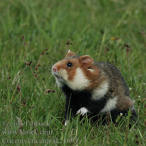 European Hamster Grand hamster Europe Europäische Feldhamster Křeček polní Chomik europejski Chrček roĺný poĺný Inheemse hamster Europese wilde gewone veldhamster Korenwolf Mezei Hörcsög Хомяк обыкновенный Голям хомяк Обикновен Добруджански Eвропейски хамстер Eurooppalainen hamsteri クロハラハムスター Korewouf Eiropas kāmis Europeisk hamster 这里是原仓鼠（ Veliki hrčak Criceto comune europeo Hamster europeu Comum Hârciog χάμστερ Hrček Evropski hrcak Obican Hamster Común Europeo Avrupa hamsteri Cırlak Sıçan Хом'як звичайний Cricetus cricetus