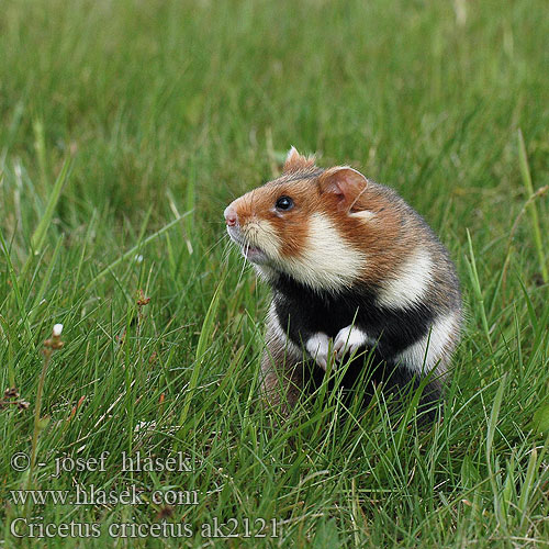 Grand hamster Europe Europäische Feldhamster Křeček polní Chomik europejski Chrček roĺný poĺný Inheemse hamster Europese wilde gewone veldhamster Korenwolf Mezei Hörcsög Хомяк обыкновенный Голям хомяк Обикновен Добруджански Eвропейски хамстер Eurooppalainen hamsteri クロハラハムスター Korewouf Eiropas kāmis Europeisk hamster 这里是原仓鼠（ Veliki hrčak Criceto comune europeo Hamster europeu Comum Hârciog χάμστερ Hrček Evropski hrcak Obican Hamster Común Europeo Avrupa hamsteri Cırlak Sıçan Хом'як звичайний Cricetus cricetus European Hamster