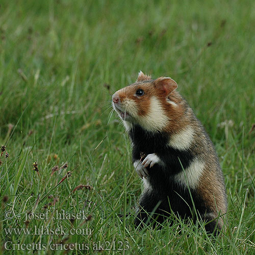 Chomik europejski Chrček roĺný poĺný Inheemse hamster Europese wilde gewone veldhamster Korenwolf Mezei Hörcsög Хомяк обыкновенный Голям хомяк Обикновен Добруджански Eвропейски хамстер Eurooppalainen hamsteri クロハラハムスター Korewouf Eiropas kāmis Europeisk hamster 这里是原仓鼠（ Veliki hrčak Criceto comune europeo Hamster europeu Comum Hârciog χάμστερ Hrček Evropski hrcak Obican Hamster Común Europeo Avrupa hamsteri Cırlak Sıçan Хом'як звичайний Cricetus cricetus European Hamster Grand hamster Europe Europäische Feldhamster Křeček polní