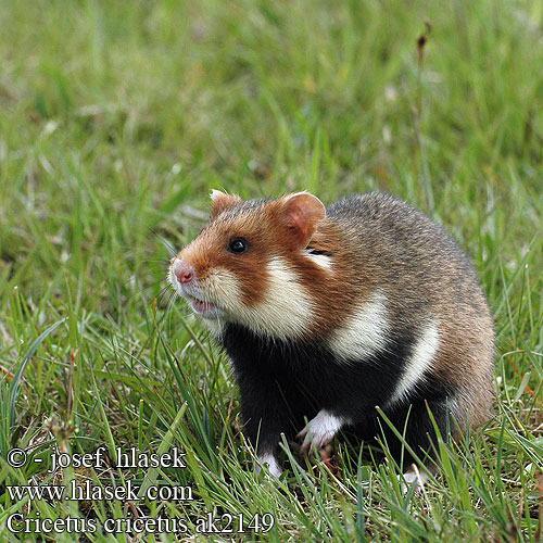 Chrček roĺný poĺný Inheemse hamster Europese wilde gewone veldhamster Korenwolf Mezei Hörcsög Хомяк обыкновенный Голям хомяк Обикновен Добруджански Eвропейски хамстер Eurooppalainen hamsteri クロハラハムスター Korewouf Eiropas kāmis Europeisk hamster 这里是原仓鼠（ Veliki hrčak Criceto comune europeo Hamster europeu Comum Hârciog χάμστερ Hrček Evropski hrcak Obican Hamster Común Europeo Avrupa hamsteri Cırlak Sıçan Хом'як звичайний Cricetus cricetus European Hamster Grand hamster Europe Europäische Feldhamster Křeček polní Chomik europejski