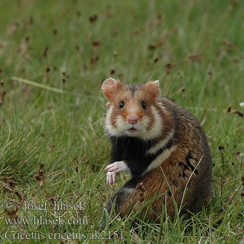 Hamster Chrček roĺný poĺný Inheemse hamster Europese wilde gewone veldhamster Korenwolf Mezei Hörcsög Хомяк обыкновенный Голям хомяк Обикновен Добруджански Eвропейски хамстер Eurooppalainen hamsteri クロハラハムスター Korewouf Eiropas kāmis Europeisk hamster 这里是原仓鼠（ Veliki hrčak Criceto comune europeo Hamster europeu Comum Hârciog χάμστερ Hrček Evropski hrcak Obican Hamster Común Europeo Avrupa hamsteri Cırlak Sıçan Хом'як звичайний Cricetus cricetus European Hamster Grand hamster Europe Europäische Feldhamster Křeček polní Chomik europejski