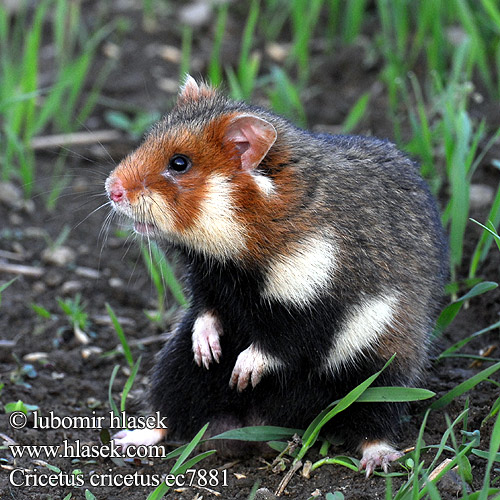 Chrček roĺný poĺný Inheemse hamster Europese wilde gewone veldhamster Korenwolf Mezei Hörcsög Хомяк обыкновенный Голям хомяк Обикновен Добруджански Eвропейски хамстер Eurooppalainen hamsteri クロハラハムスター Korewouf Eiropas kāmis Europeisk hamster 这里是原仓鼠（ Veliki hrčak Criceto comune europeo Hamster europeu Comum Hârciog χάμστερ Hrček Evropski hrcak Obican Hamster Común Europeo Avrupa hamsteri Cırlak Sıçan Хом'як звичайний Cricetus cricetus European Hamster Grand hamster Europe Europäische Feldhamster Křeček polní Chomik europejski Hamster