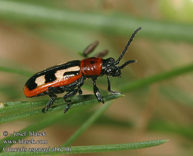 Crioceris asparagi Common asparagus beetle Chřestovníček obecný Gulplettet Aspargesbille Gemeines Spargelhähnchen Aspergehaantje Aspargesbille Poskrzypka szparagowa Спаржевая трещалка Špargľovec obyčajný