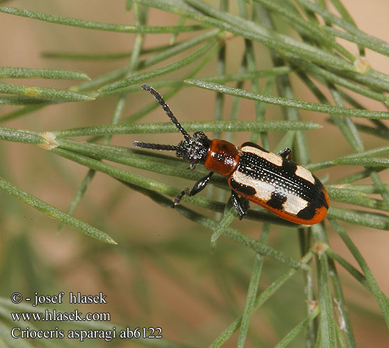 Poskrzypka szparagowa Спаржевая трещалка Špargľovec obyčajný Crioceris asparagi Common asparagus beetle Chřestovníček obecný Gulplettet Aspargesbille Gemeines Spargelhähnchen Aspergehaantje