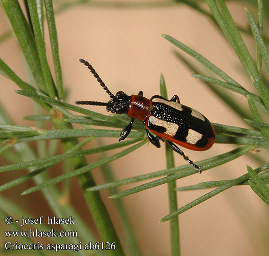 Špargľovec obyčajný Crioceris asparagi Common asparagus beetle Chřestovníček obecný Gulplettet Aspargesbille Gemeines Spargelhähnchen Aspergehaantje Poskrzypka szparagowa Спаржевая трещалка