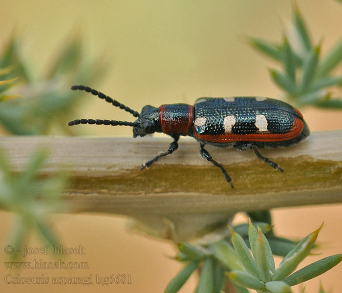 Common asparagus beetle Chřestovníček obecný Crioceris asparagi