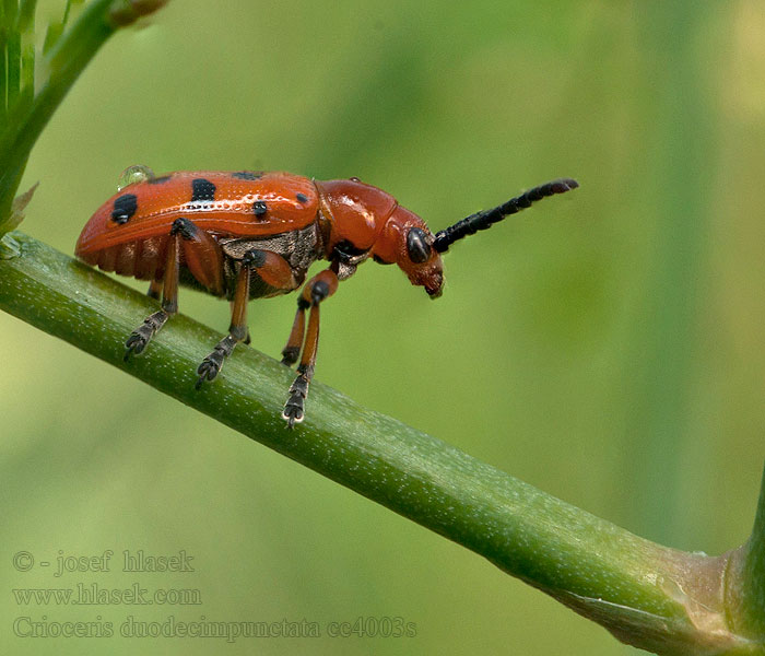 Rode aspergekever Poskrzypka dwunastokropkowa Crioceris duodecimpunctata