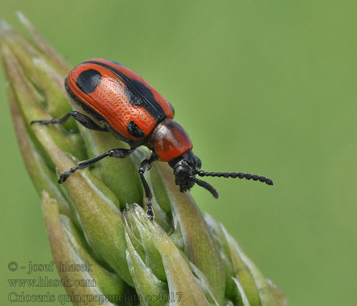 Crioceris quinquepunctata