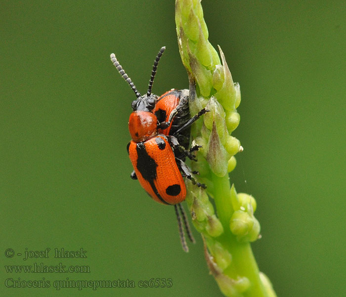 Crioceris quinquepunctata