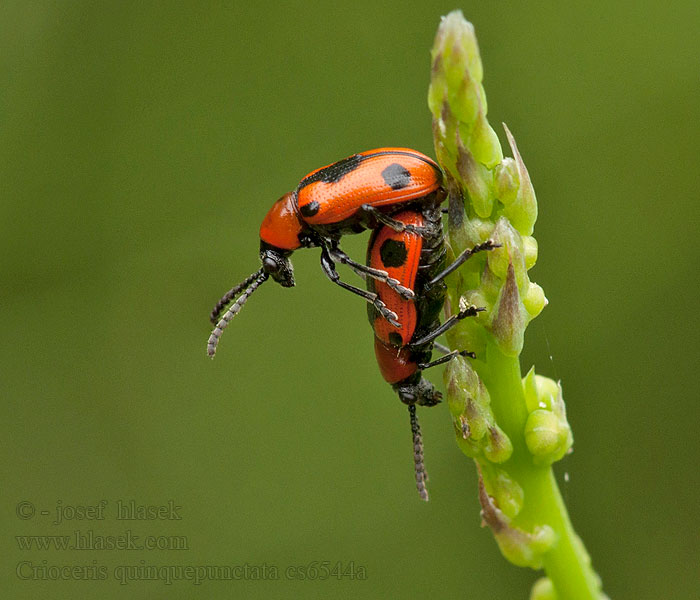 Crioceris quinquepunctata Fünfpunktiger Spargelkäfer