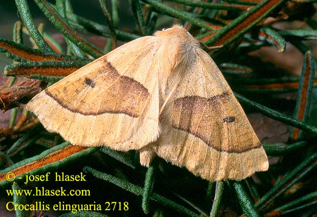 Crocallis elinguaria Scalloped Oak Heller Hellgelber Schmuckspanner Zejkovec lesní