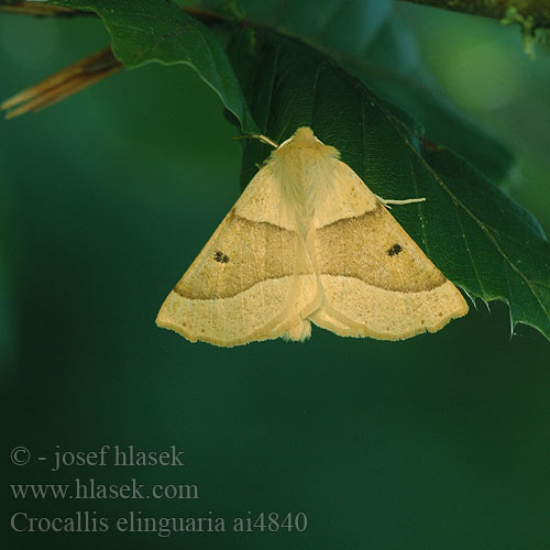 Listnatka lesná Ockragul rovmätare Scalloped Oak Heller Hellgelber Schmuckspanner