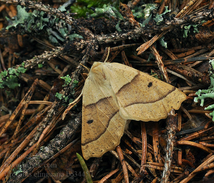 Crocallis elinguaria Zejkovec lesní Peltomittari